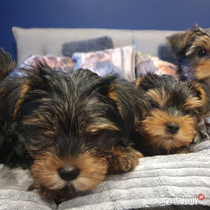 Sprzedam Pieski York Gliwice