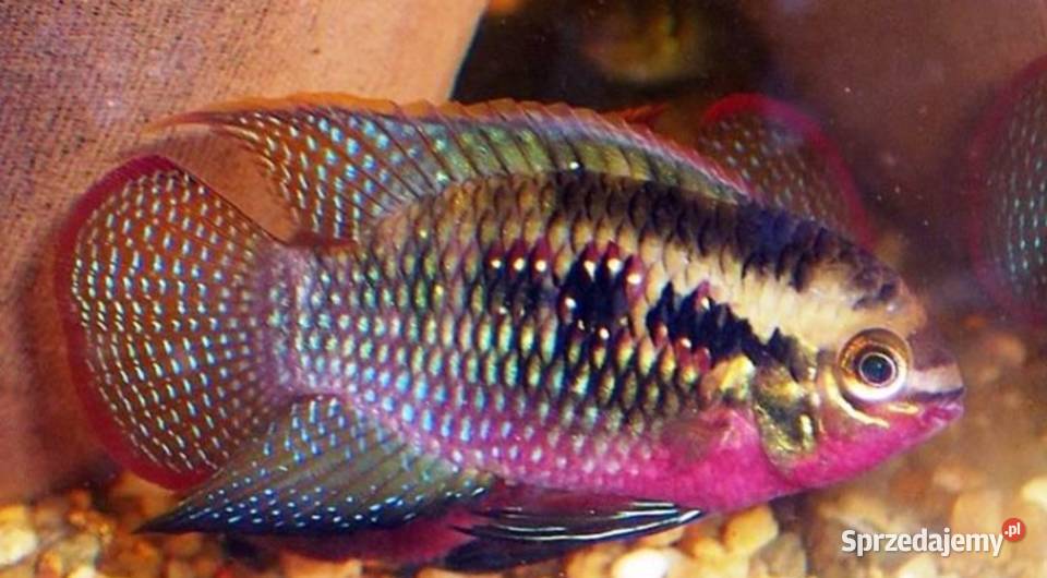 Akara wiśniowa Akarka Korumba Laetacara Gdańsk