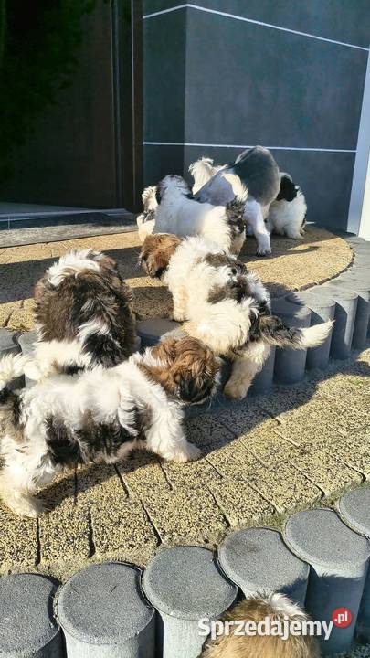 Shih tzu Godziesze Małe