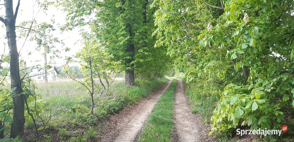 Działka 50a Wynajem świętokrzyskie Pińczów sprzedam