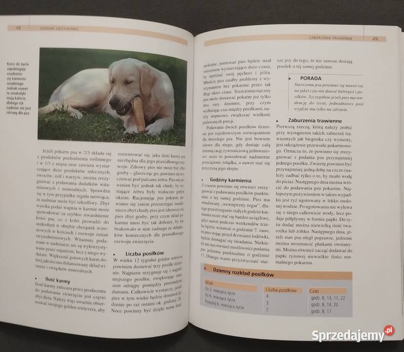 Golden retriever Poradnik opiekuna Becker Poradniki, albumy i reportaże Bełchatów