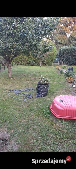 Rod Malwa Milanówek