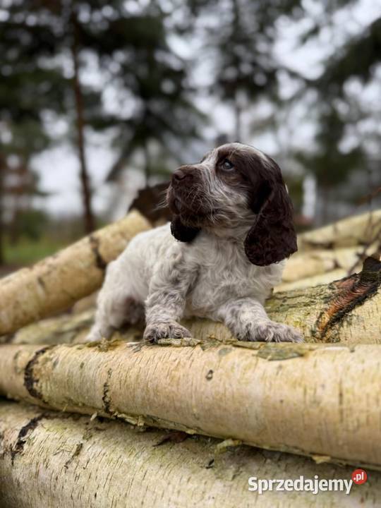 Jedyna taka Wyjątkowa sunia Cocker Spaniel śląskie