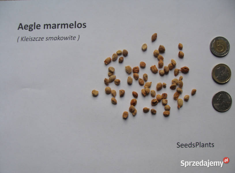 KLEISZCZE Aegle marmelos NASIONA 1400 sztuk 100g Lubanie