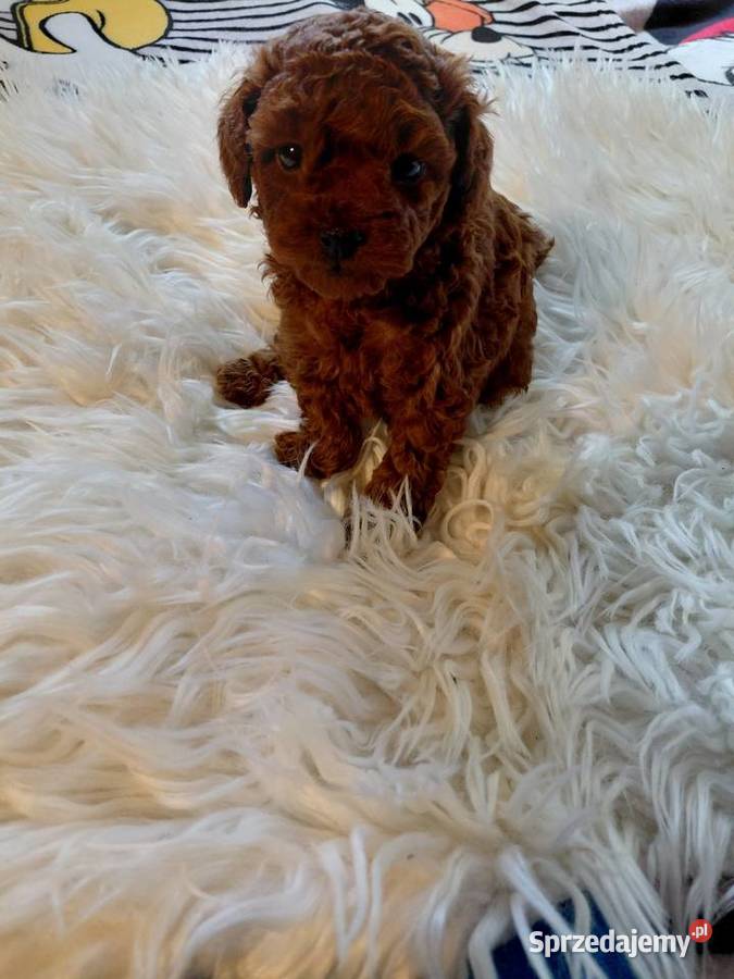 Pudel toy red brown pochodzenie Chiny