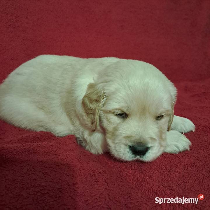 Golden Retriever piesek Wrocław