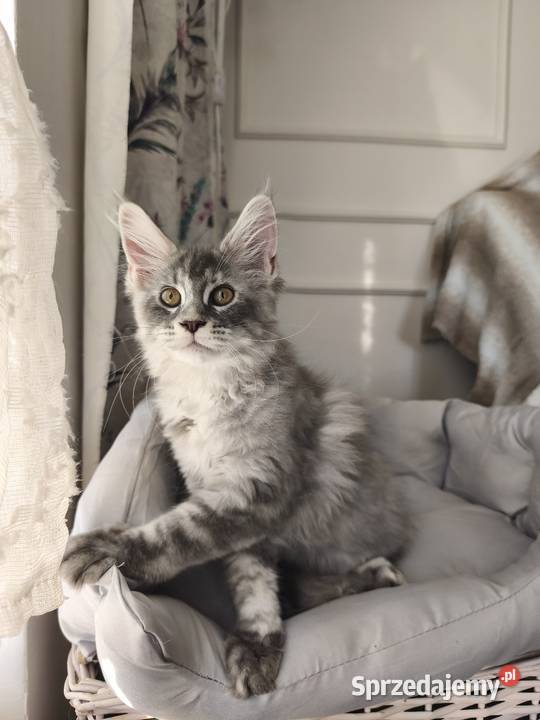 Kotka Maine coon Aqua