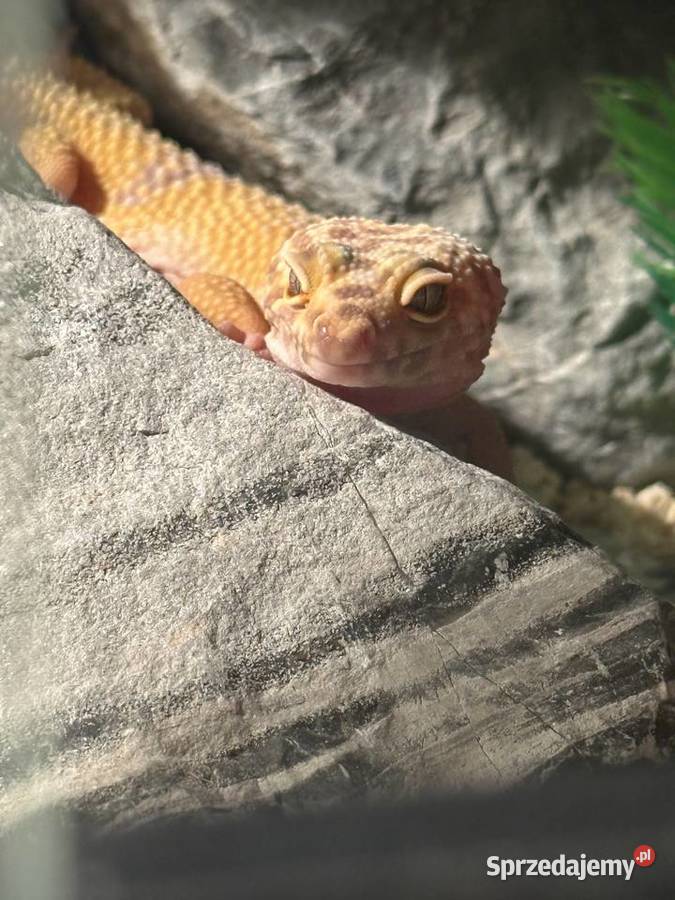 Gekon lamparci z terrarium Warszawa