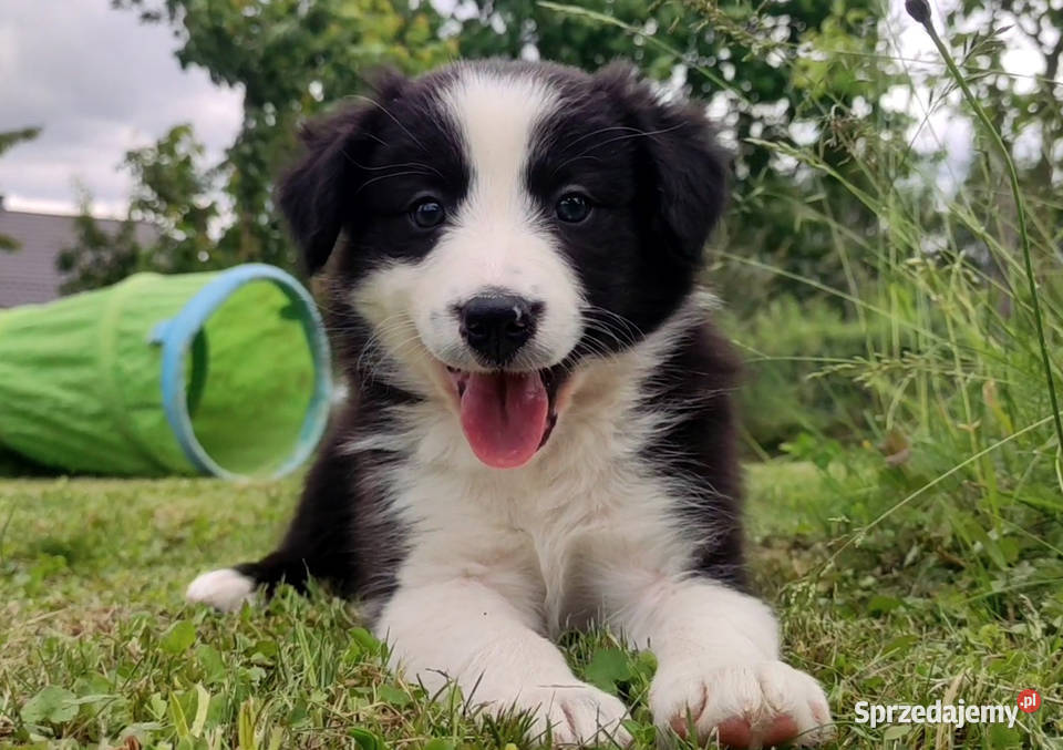 Rasowa suczka border collie z Hodowli komplet Pozostałe Iwonicz sprzedam