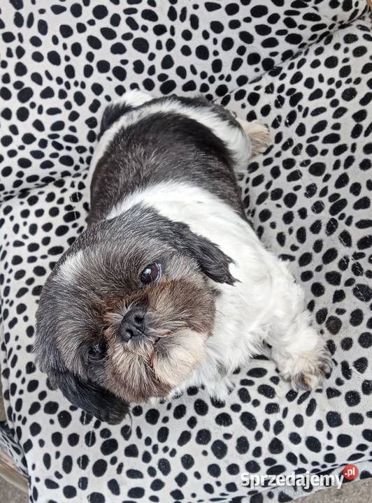 Mati Shih Tzu Płock