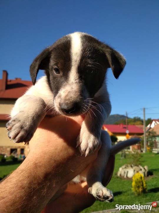 ODDAM mieszańce Owczarka Collie i Dalmatynki Kamienica