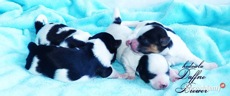 York Biewer Yorkshire Terrier