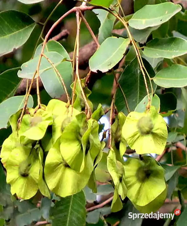 WIĄZ INDYJSKI  Holoptelea integrifolia NASIONA Lubanie