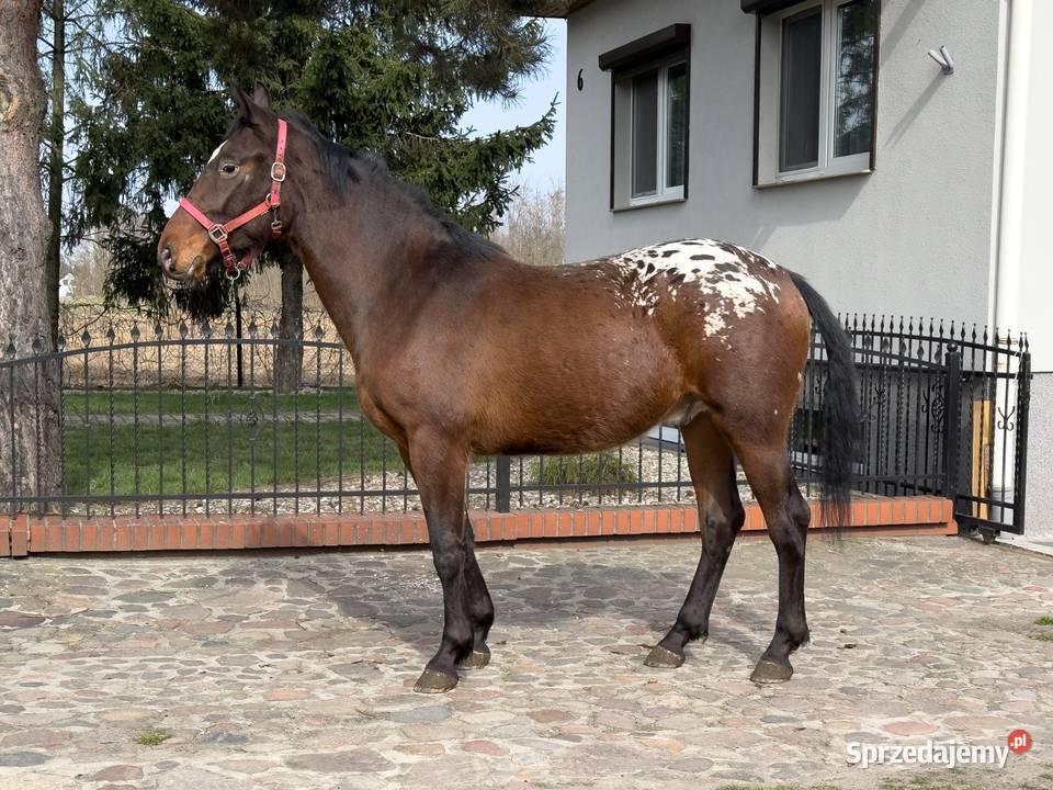 tarant wałach 2 lata wielkopolskie Bucz