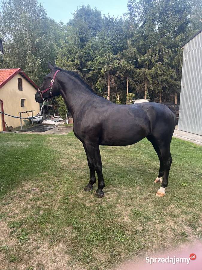 Klacz śląska Przeworsk