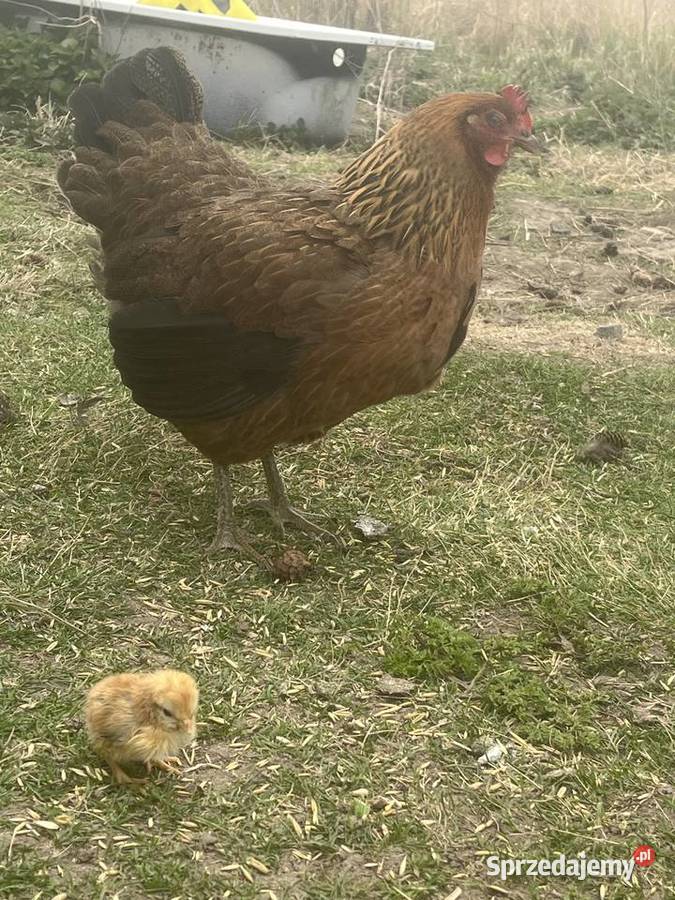 Kwoka zielononóżka z pisklakiem Zalesie