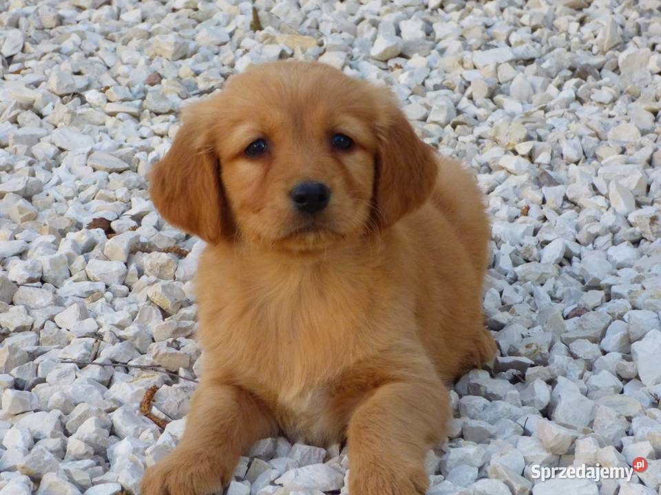 Szczeniaki Golden retriever Kielce