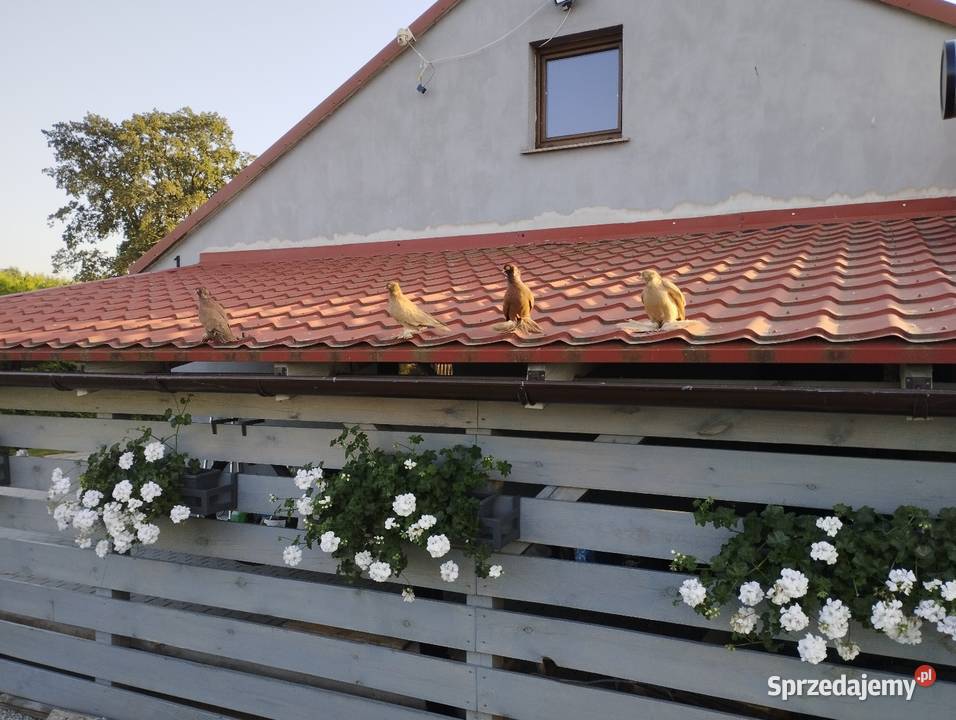 Wywrotka wschodniopruska Namysłów