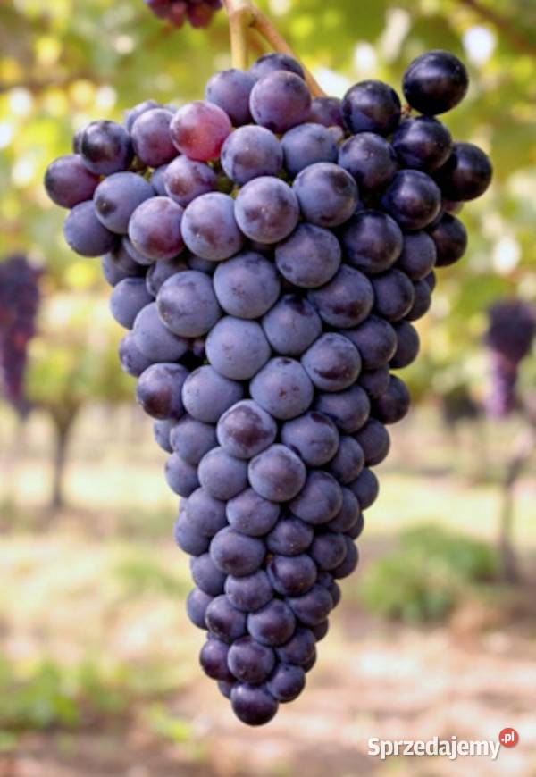 WINOROŚL LEON MILLOT Vitis sadzonki w doniczkach kujawsko-pomorskie