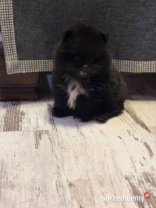 Szpic pomeranian boy