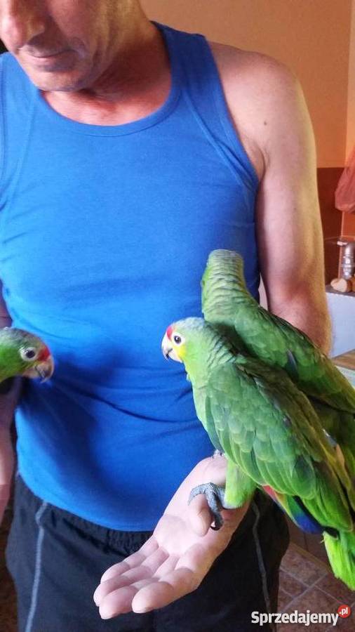 Amazonka żółtolica ręcznie karmiona Wałbrzych