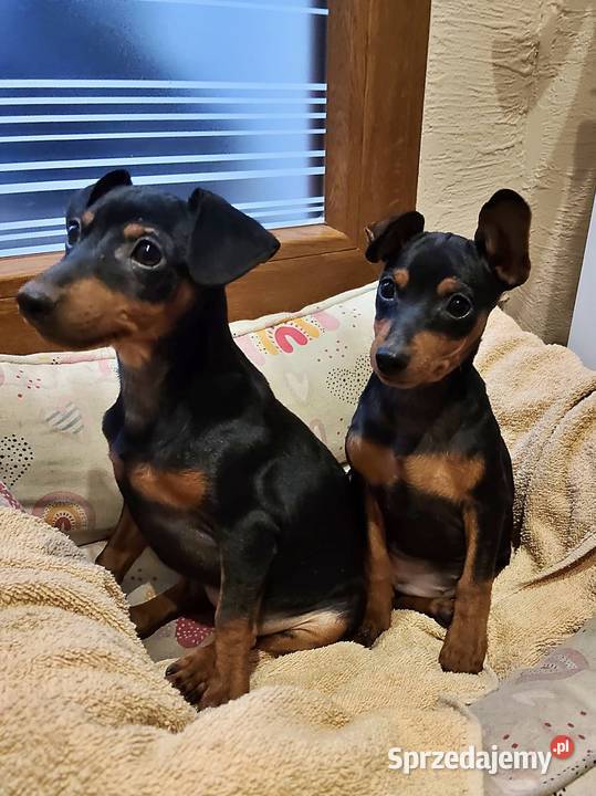 Pinczer miniaturowy Konin