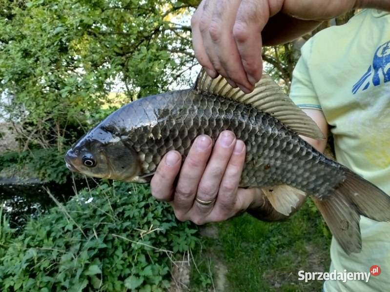 Karasie japońce Bodzentyn sprzedam