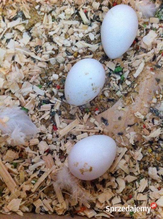 Kolorowe papugi i jaja papug na sprzedaż Warszawa