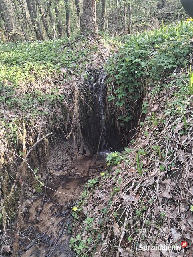 Lipnica Dolna urokliwy młody las