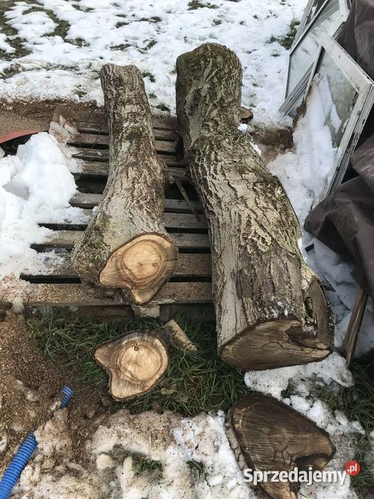 drewno orzechowe pień na foszty deski rzeźba małopolskie Narama