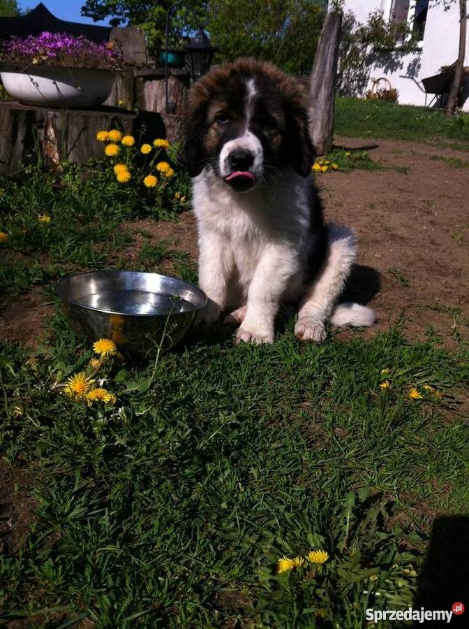 Szczeniaczek Sunia Mieszaniec Bernardyna Turek sprzedam