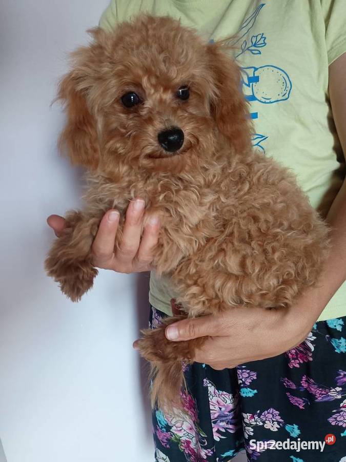 Maltipoo f1b XS Piesek Miechów