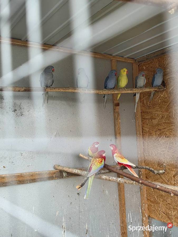 Sprzedam papugi Proszowice sprzedam