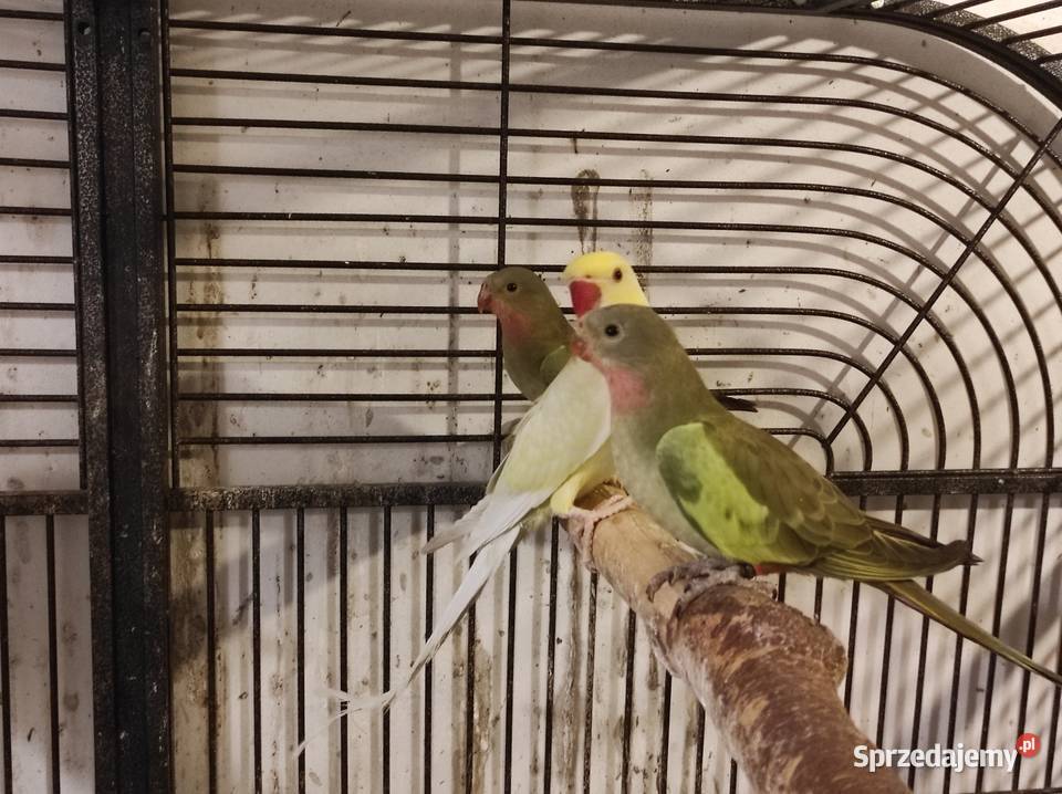 Aleksandretta obrożna cremino samica mazowieckie Rębków