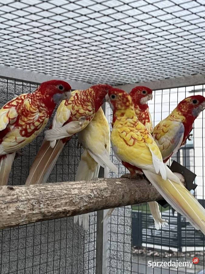 Rozelle królewskie 2025r 1500 Ptaki Sośnicowice