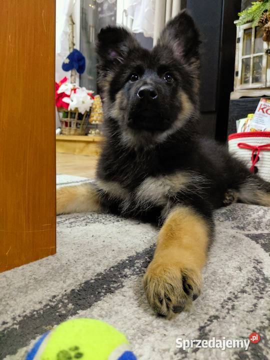 Szczenięta Owczarek Niemiecki Długowłosy
