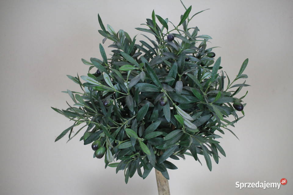 Piękne drzewko donica Pszczyna