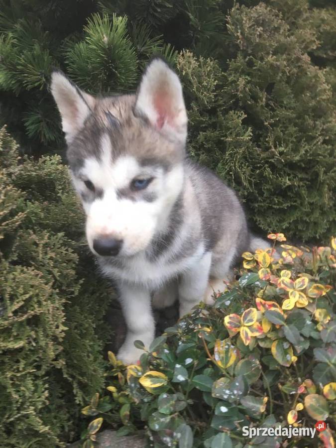 Sprzedam Pieski Rasy Siberian Husky Tomiczki
