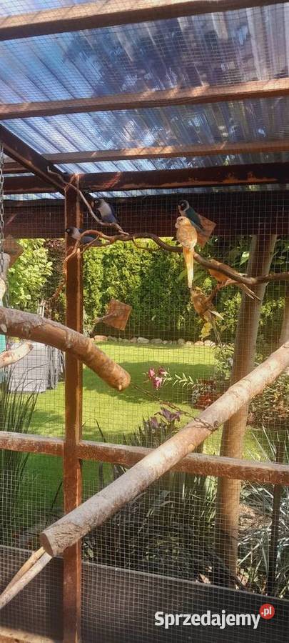 Sprzedam świergotki Ptaki Ostrów Wielkopolski