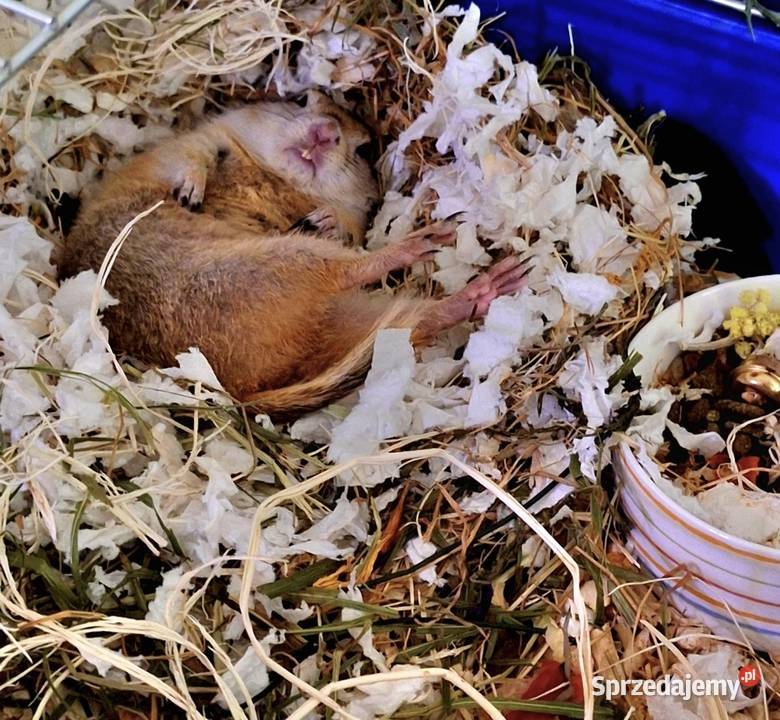 suseł preriowy suseł richardsona Mińsk Mazowiecki sprzedam
