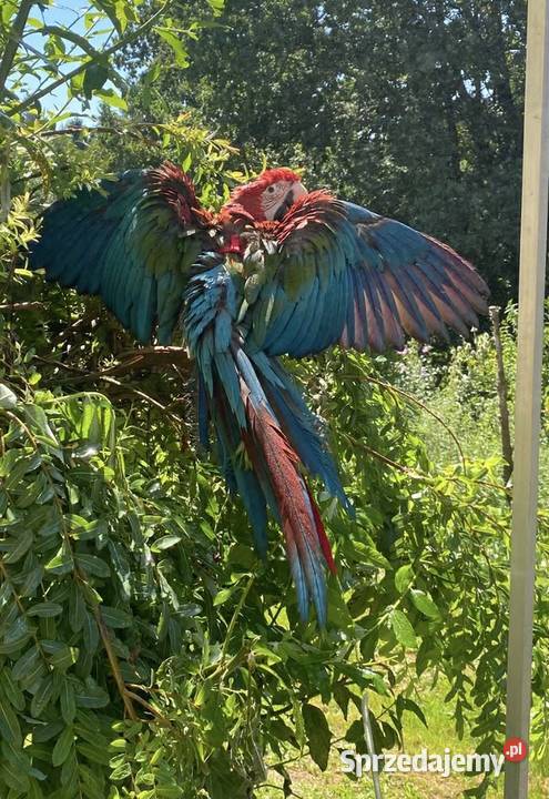 Ara Chloroptera samiec Myślenice