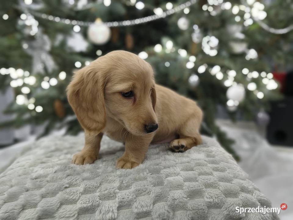 Jammik długowłosy miniaturowy kremowy Dackel Żabików