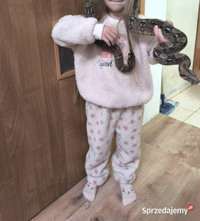 Boa Cesarski Boa imperator Terrarium Zwierzęta Nysa sprzedam