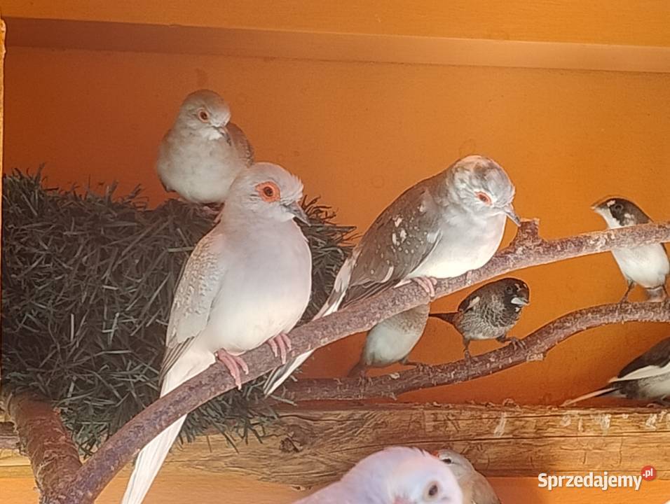 Gołąbki diamentowe Blachownia