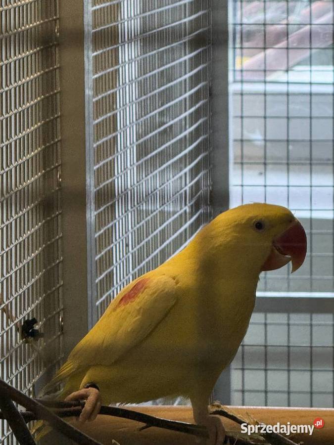 Aleksandretta Wielka Lutino Samiec Zwierzęta Jędrzejów