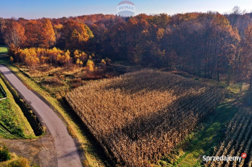 Grunt rolny do zabudowy Osiek sprzedam