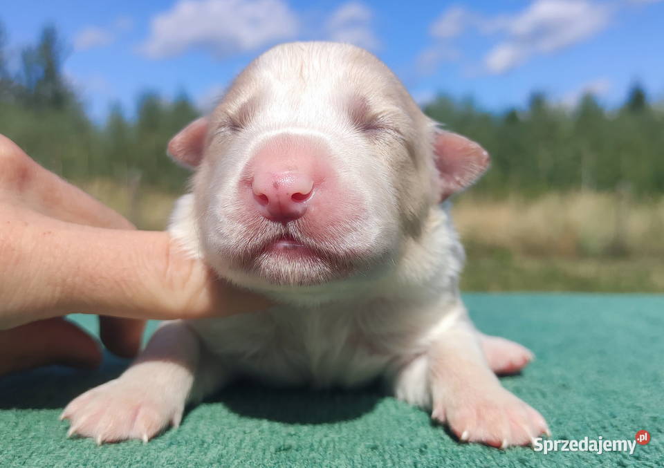 Pies eered BORDER COLLIE pełna dok REZERWACJE Iwonicz