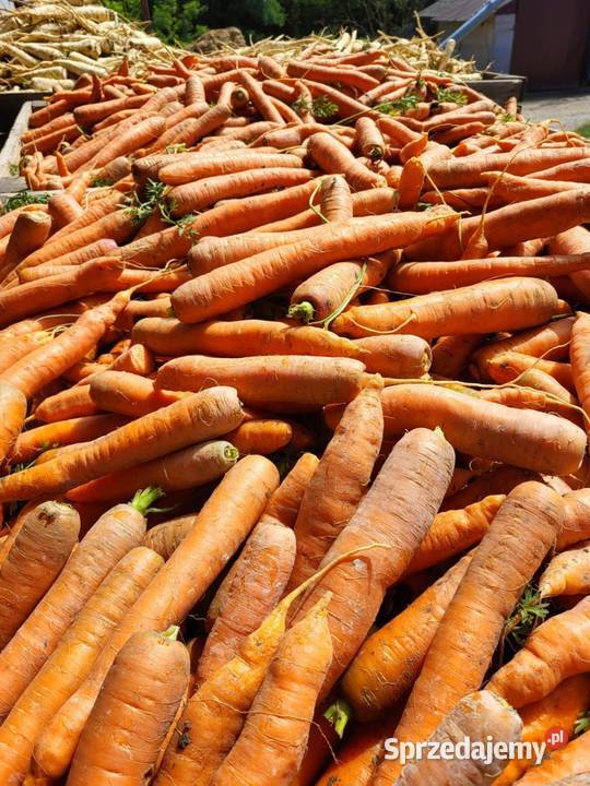 Warzywa pietruszka marchew ziemniaki Jędrzejów