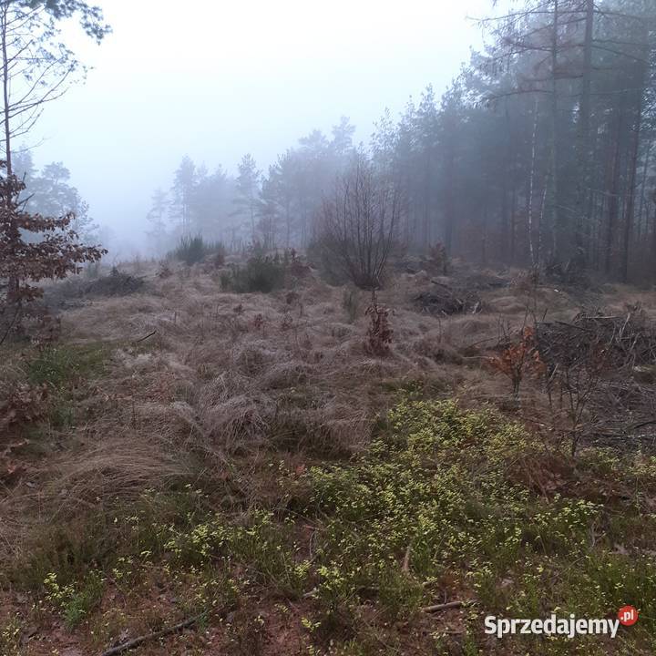 Działka leśna rekreacyjna 6232m2 Pruszcz Gdański