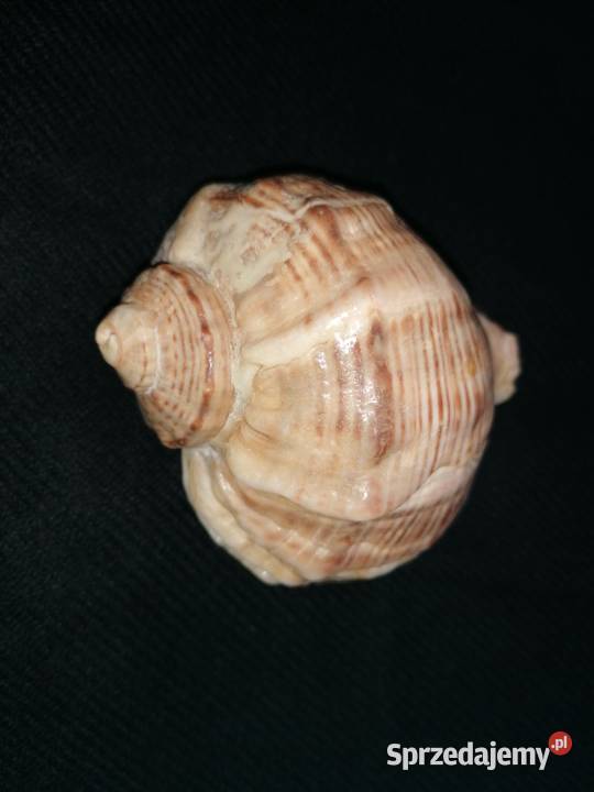Muszla rapana venosa 11x9Muszelka ślimaka Łódź sprzedam